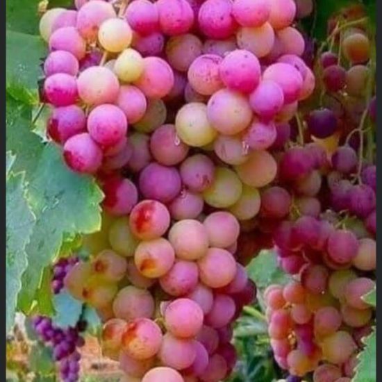 Sivrihisar'da bağcılık ile ilgili basın açıklaması